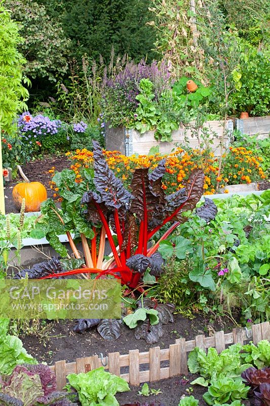 Vegetable garden with chard, Beta vulgaris Bright Lights 