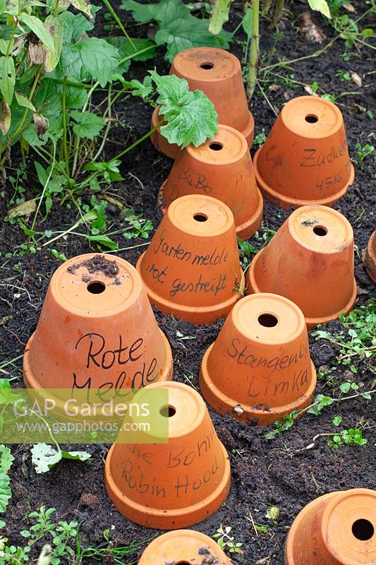 Terracotta pots as plant labels 