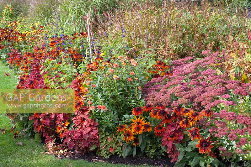Bed with annuals and perennials, Rudbeckia hirta Autumn Colours, Sedum Herbstfreude 