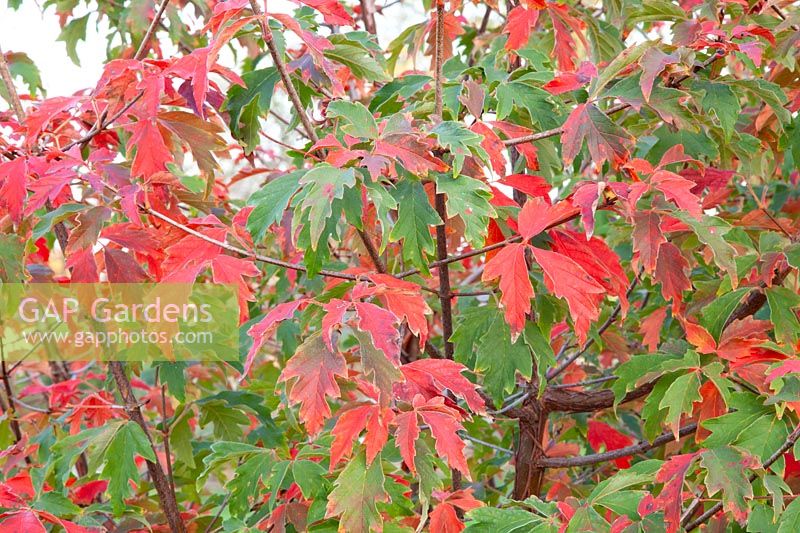 Cinnamon maple in autumn, Acer griseum 