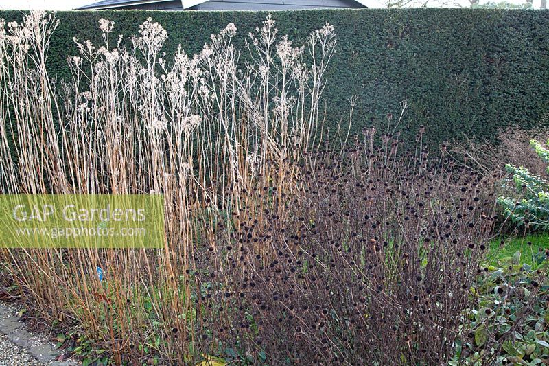 Seed heads in November, Thalictrum flavum glaucum, Rudbeckia fulgida speciosa 