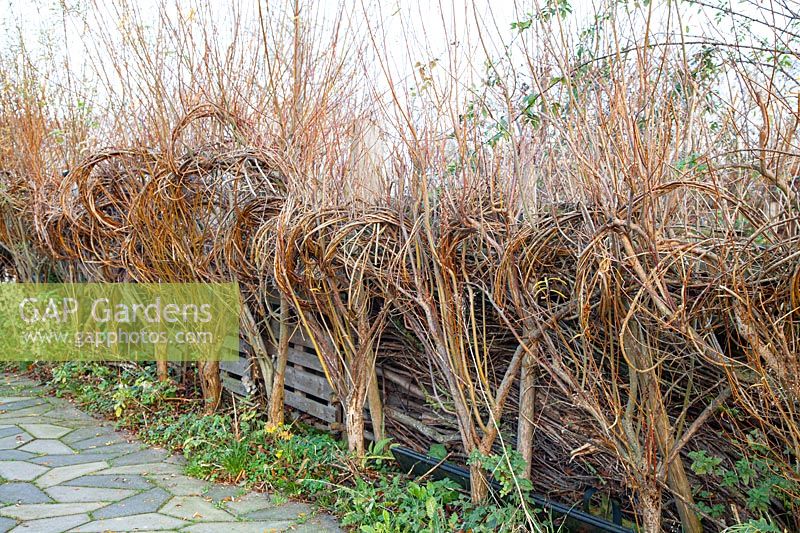 Fence made of living willow, Salix alba 
