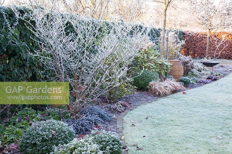 Bed in winter, Hamamelis intermedia Arnold Promise, Ilex crenata Dark Green, Ophiopogon planiscapus Nigrescens, Fargesia demissa Gerry 