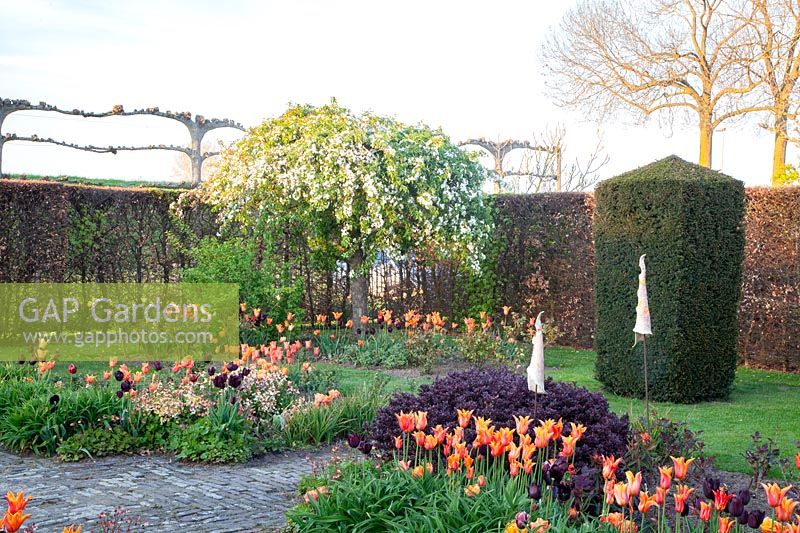 Garden in spring with tulips, Tulipa Ballerina 