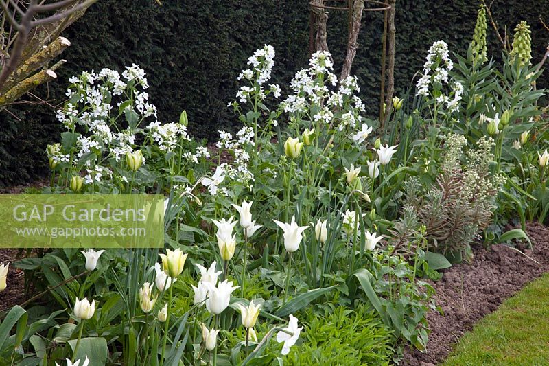 White bed in spring, Tulipa White Triumphator, Lunaria annua Alba 