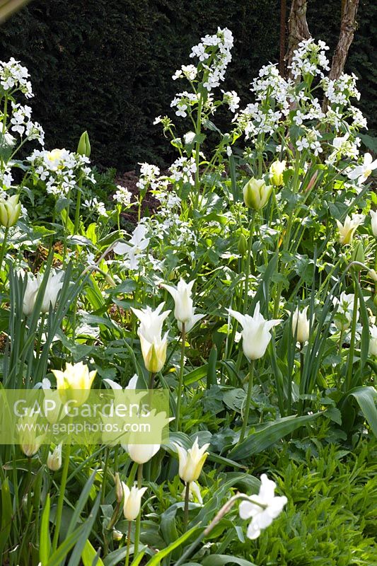 White bed in spring, Tulipa White Triumphator, Lunaria annua Alba 