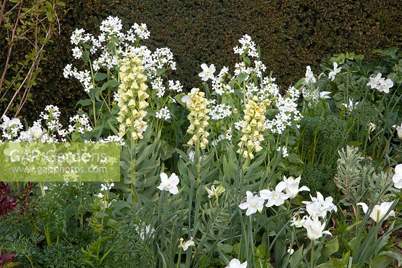 White bed in spring, Fritillaria persica Ivory Bells, Lunaria annua Alba 