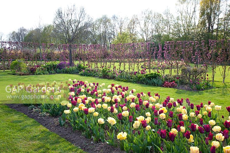 Tulip bed and hedge of columnar apples, Malus domestica Red Lane 