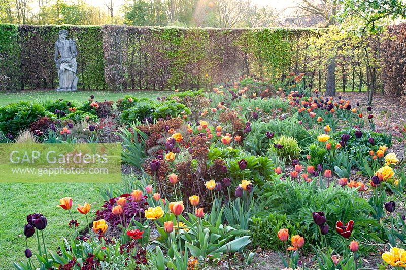 Bed with tulips and perennials 