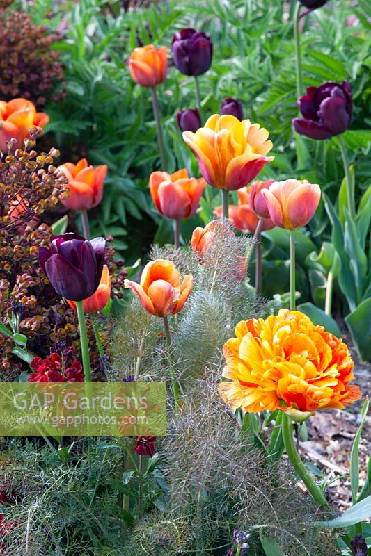 Bed with tulips and perennials 