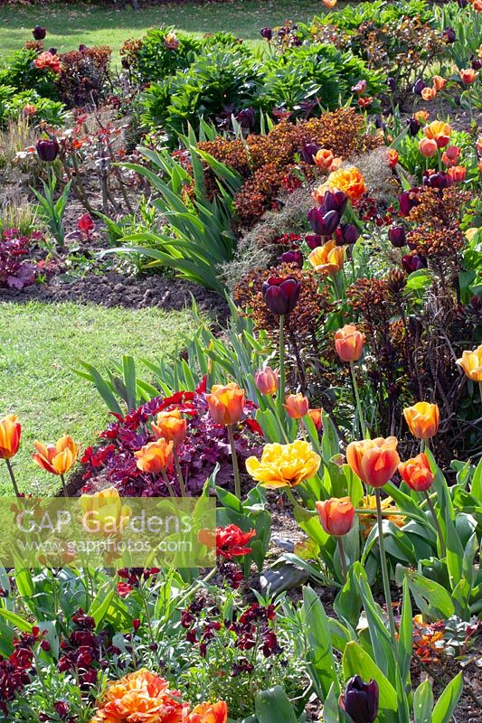 Bed with tulips and perennials 