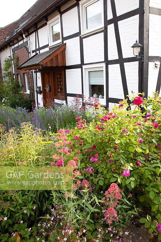 Front garden with rose and larkspur, Rosa, Centranthus ruber 