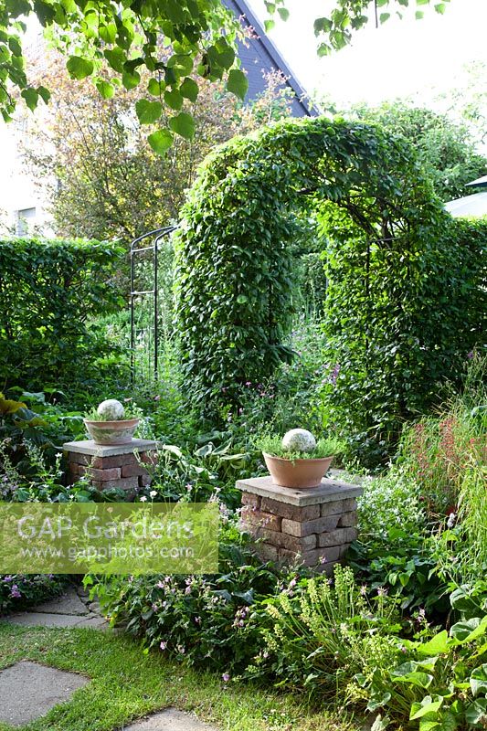 Hedge bow, Fagus sylvatica 