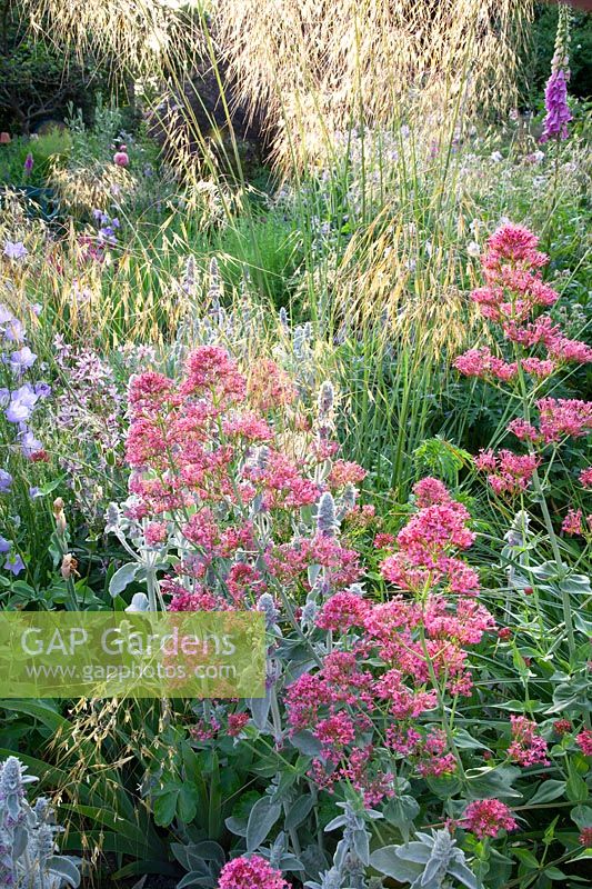 Bed with drought-tolerant perennials, Centranthus ruber, Stipa gigantea, Stachys byzantina 