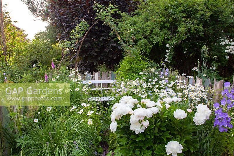 Seating area with daisies and peonies, Leucanthemum vulgare, Paeonia lactiflora 