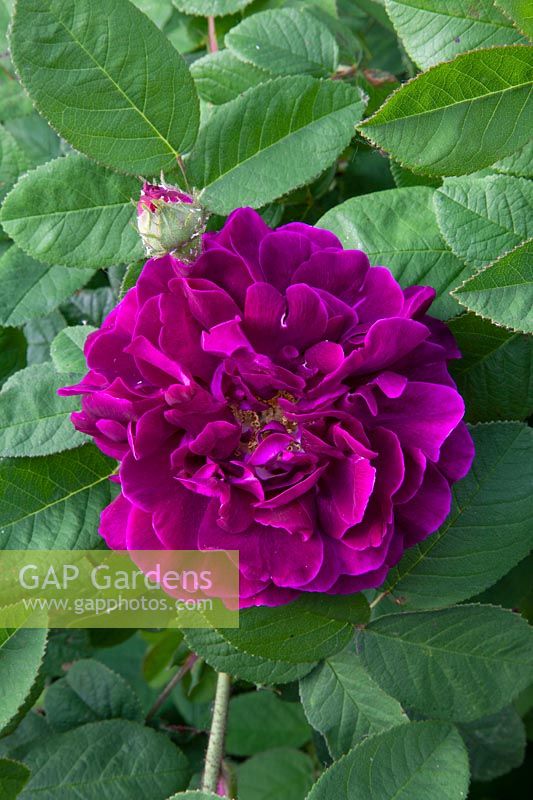 Rosa gallica Tuscany Superb 