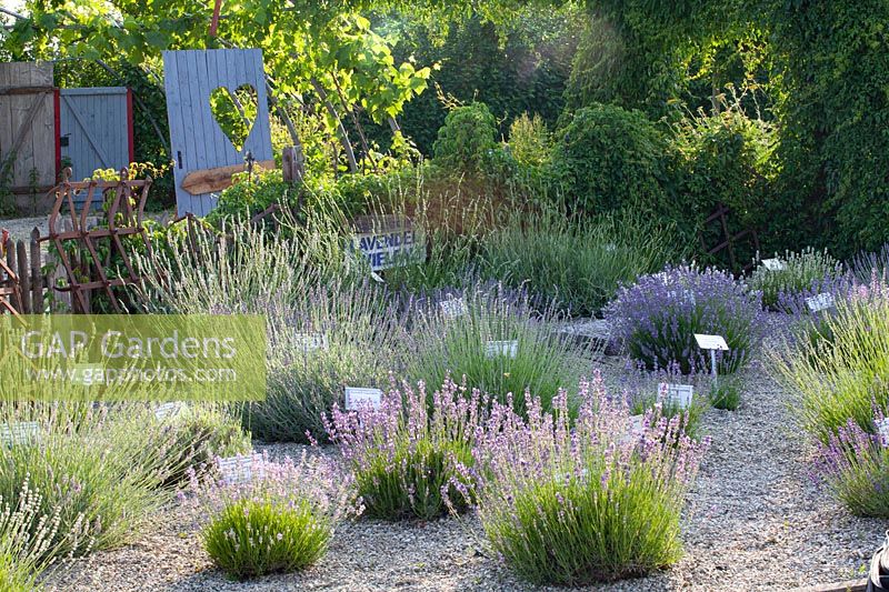 Lavender in the garden, Lavandula 