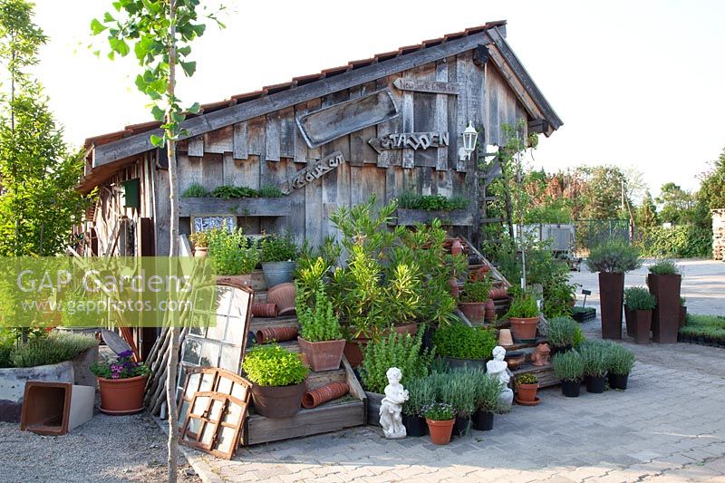 Herbs in pots 