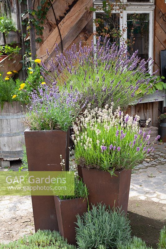 Lavender in pots, Lavandula nagustifolia 