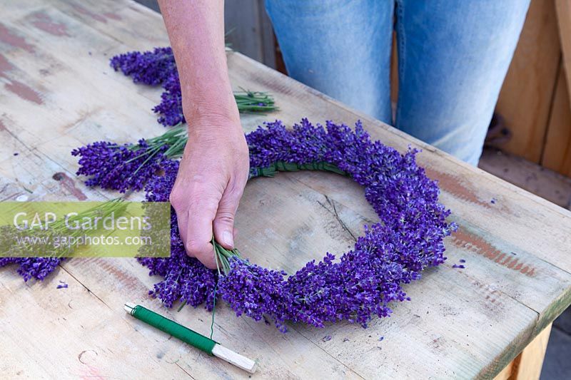 Make a wreath of lavender, Lavandula ngustifolia Hidcote Blue 