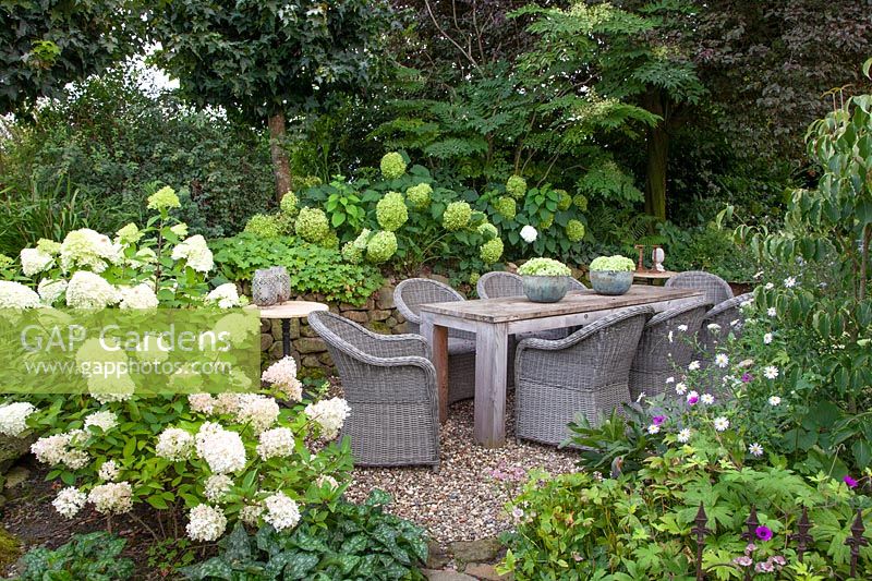 Seating area with hydrangeas, Hydrangea arborescens Annabelle, Hydrangea paniculata Limelight 