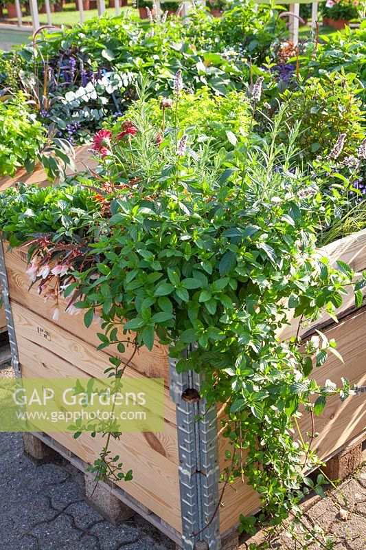 Raised bed with herbs and summer flowers 