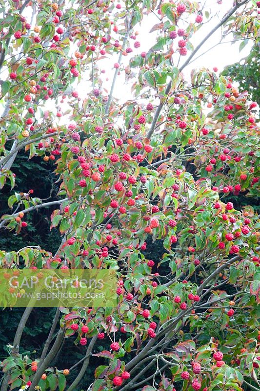 Fruits of the dogwood, Cornus kousa 