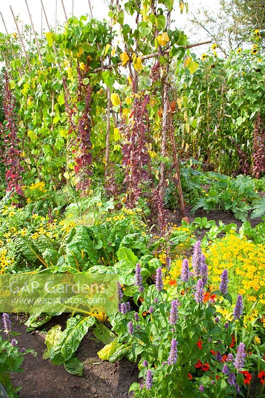 Vegetable garden in August, Beta vulgaris; Phaseolus vulgaris, Atriplex hortensis Rubra 