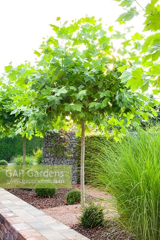 Plane tree, Platanus, acerifolia 