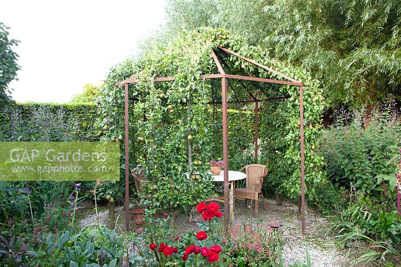 Seating area in an arbor with pear espalier, Pyrus domestica 