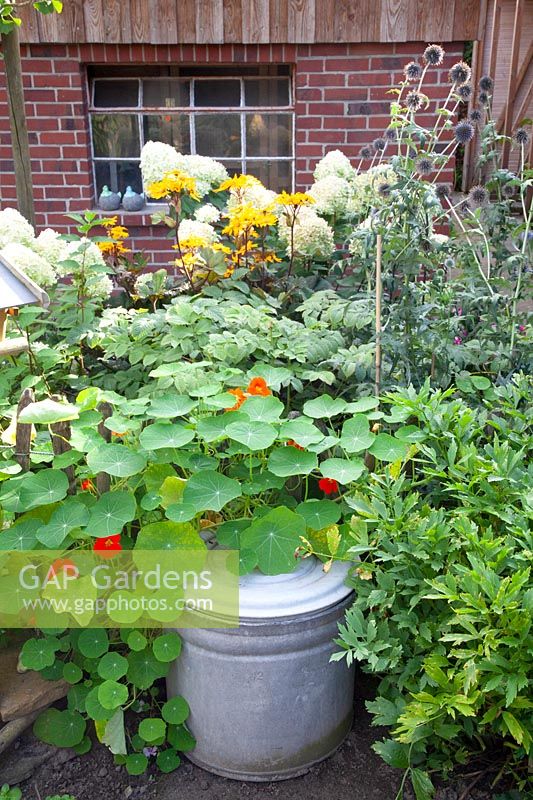 Bed in the vegetable garden 