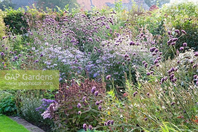 Bed with asters in September 