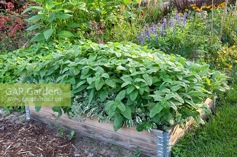 Bed with mint, Mentha 