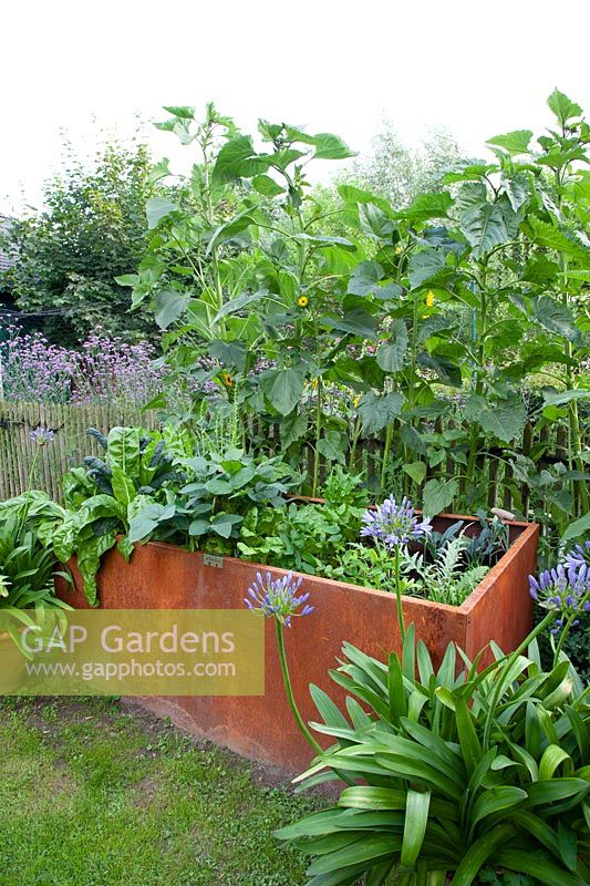 Raised bed made of Corten steel with vegetables 