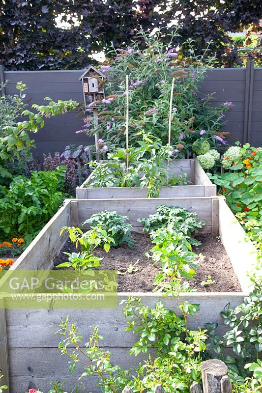 Raised beds in the vegetable garden 