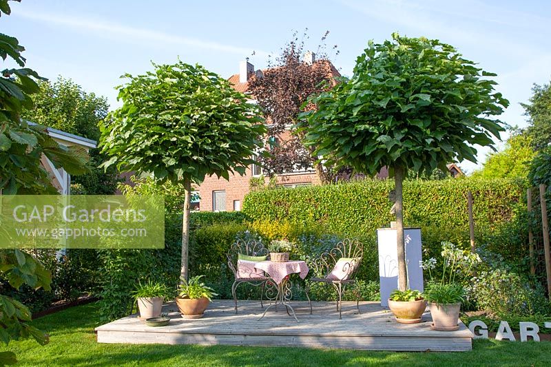 Seating area under two ball trees, Catalpa bignonioides Nana 