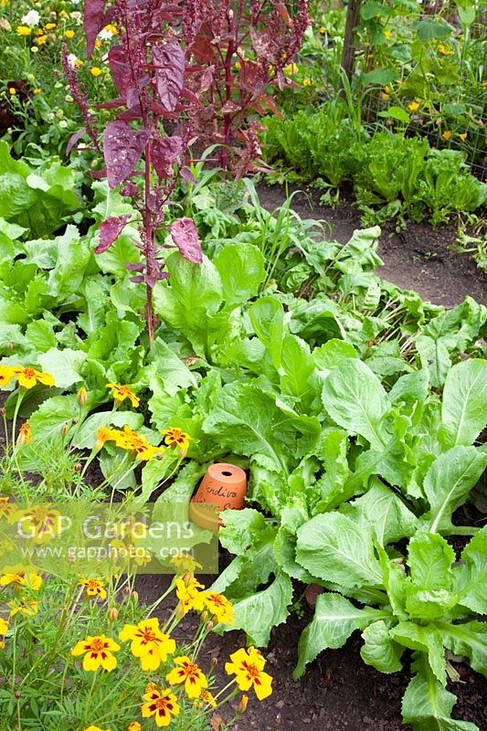 Endive in August, Cichorium endivia Green Escorial 