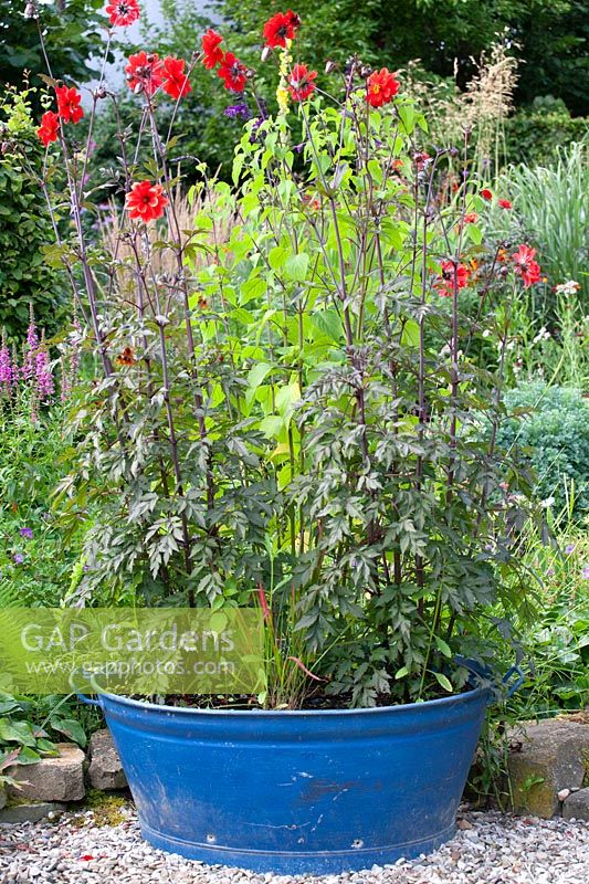 Dahlia Bishop of Llandaff in blue painted metal tub 