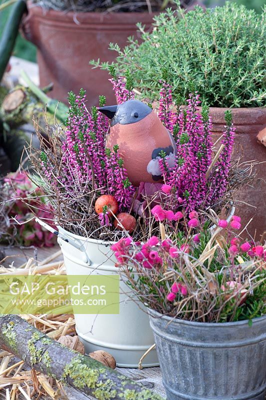 Winter heather and bell heather in pots, Erica carnea, Daboecia cantabrica 