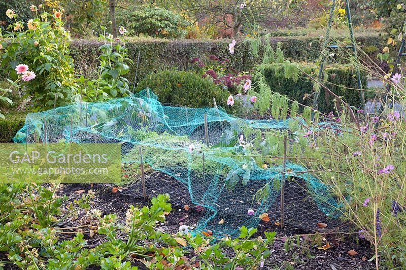 Vegetable garden in autumn 