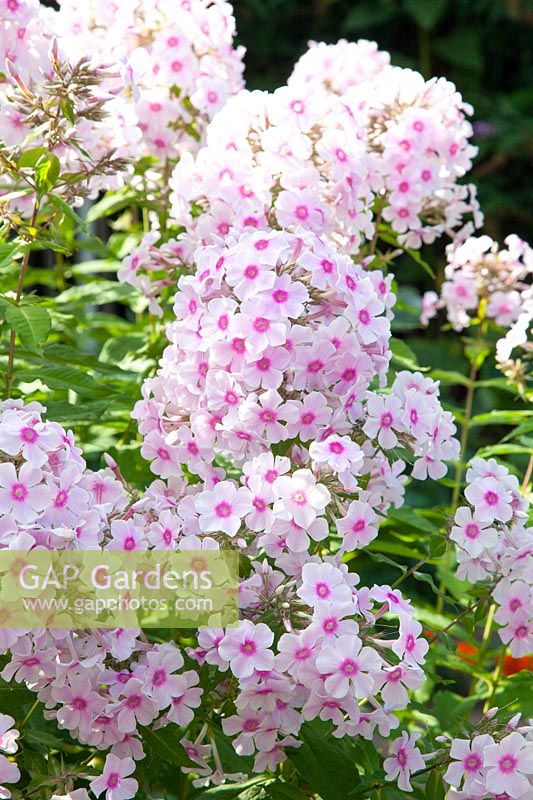 Phlox paniculata 