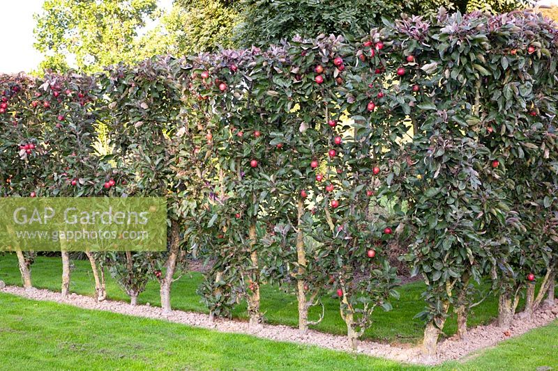 Hedge of ornamental apples in September, Malus Red Lane 