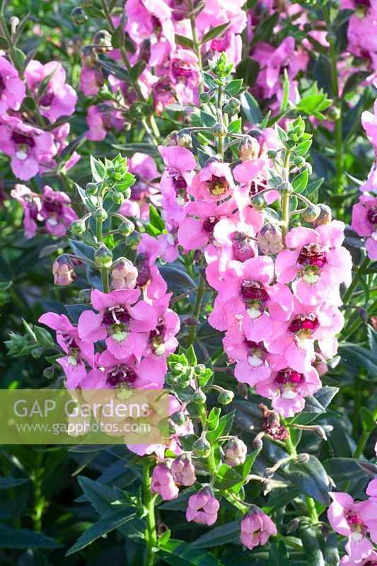 Angelonia gardneri Adessa Pink 