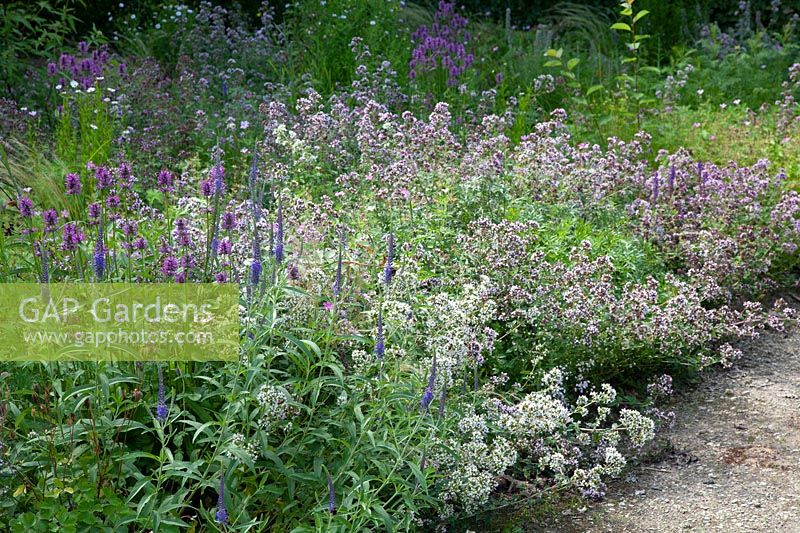 Bed with oregano, Origanum vulgare 