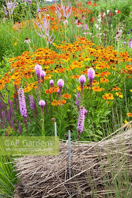 Prairie bed with Sneezeweed and Blazing Star, Helenium, Liatris spicata 