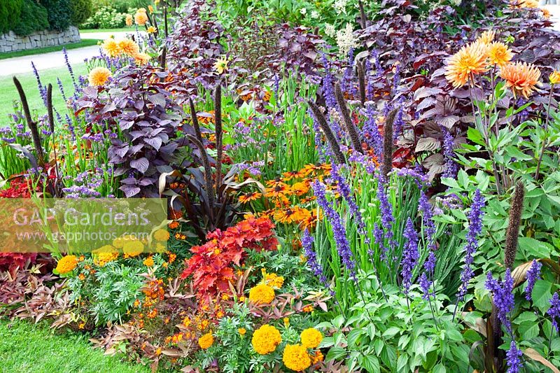 Bed with annuals, Ipomea batata Sweet Caroline Bronze, Tagetes erecta Marvel Orange, Salvia farinacea Mystic Spires Blue, Coleus scutellarioides Color Blaze Wicked Hot, Pennisetum glaucum Purple Baron, Perilla frutescens Red Skin 