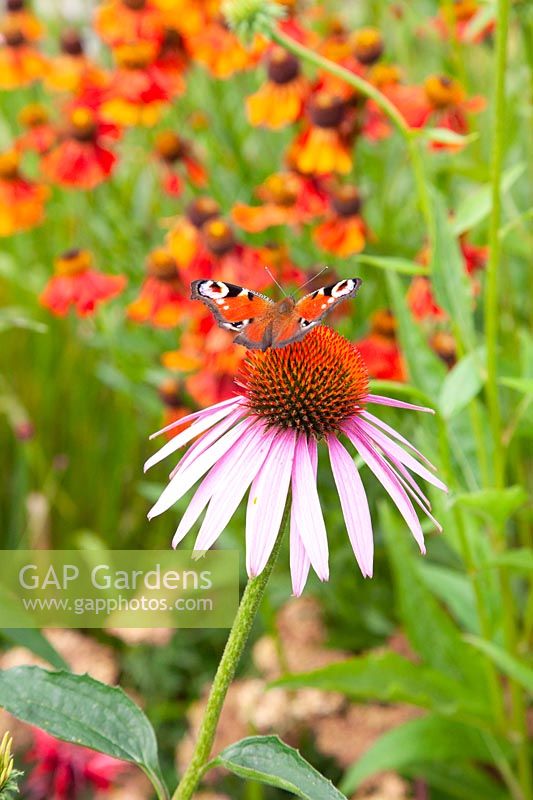 Peacock butterfly on a coneflower, Aglais io 