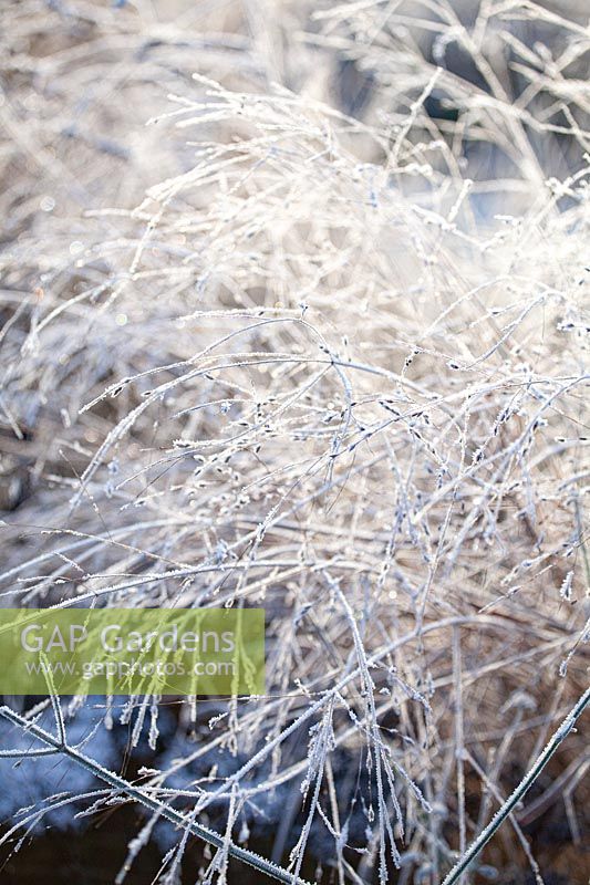 Switchgrass in frost, Panicum virgatum 