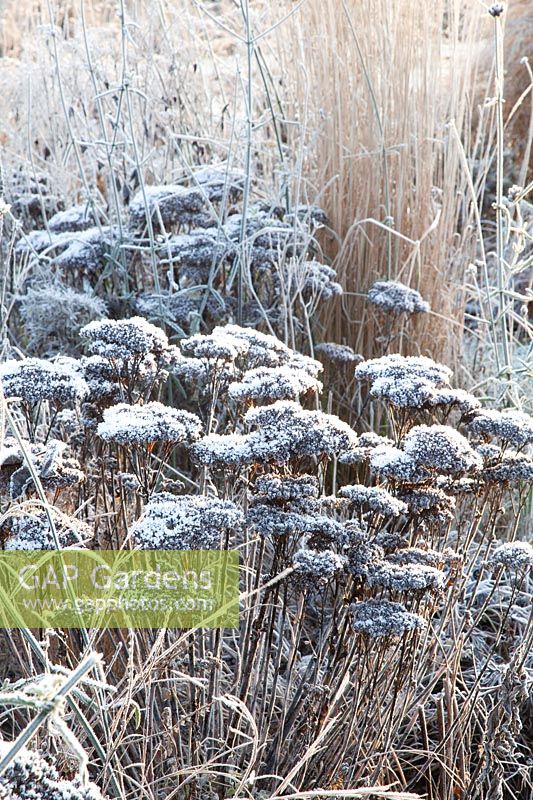 Stonecrop and grasses in frost, Sedum 