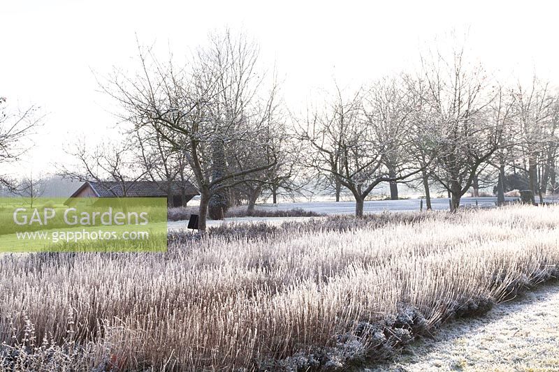 Lavender field in winter, Lavandula angustifolia 